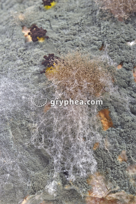 Moisissures diverses sur du pain x3 - gryphea.com